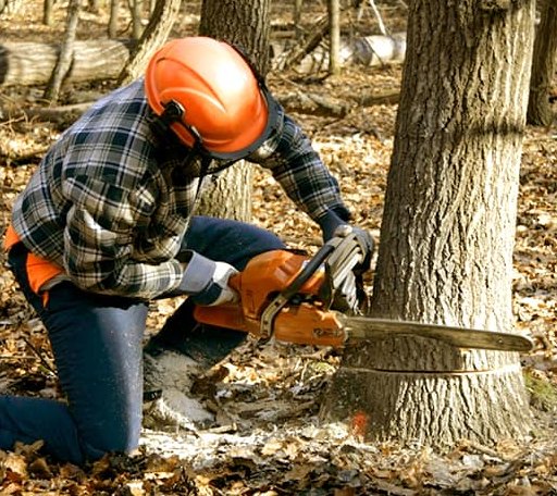 Tree Removal in Buckner, AR